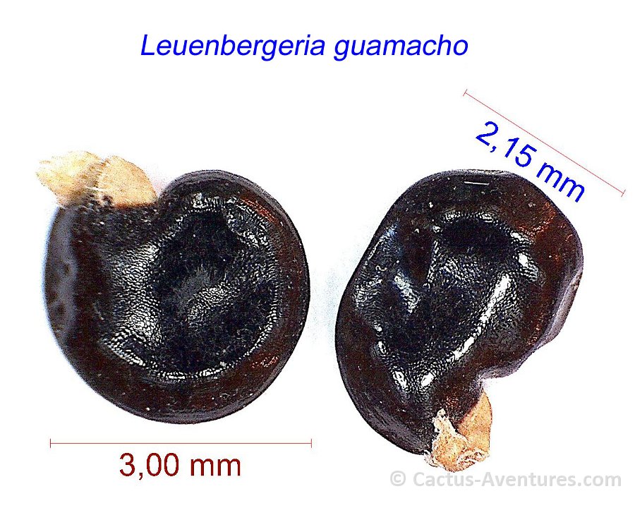 Leuenbergeria guamacho Ven DR (RMSD151)
